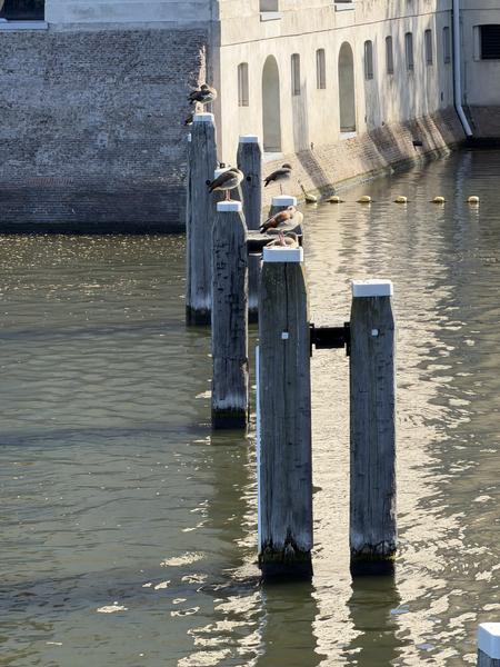 Several Egyptian Geese are seen resting atop weathered wooden mooring posts in the water at Prins Hendrikkade, Marineterrein, Amsterdam
